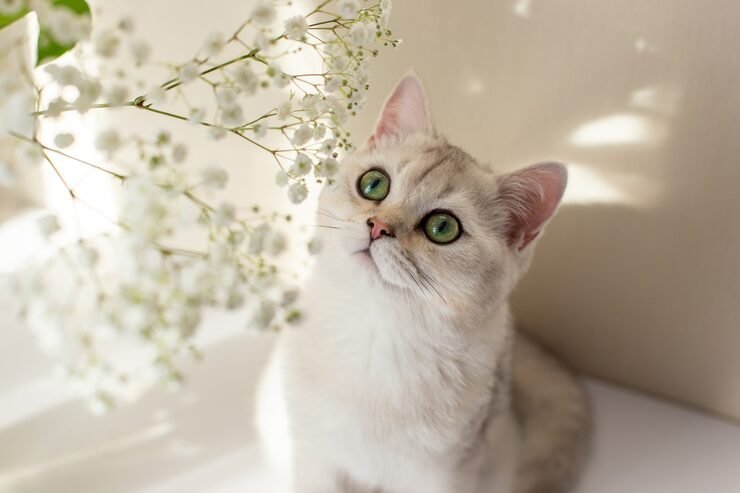 Kucing